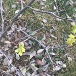 Corylopsis glabrescens Kvet