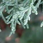 Juniperus scopulorum Lehti