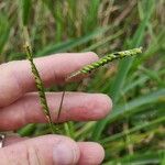 Urochloa eminii 花