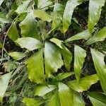 Caryota mitisLeaf