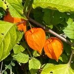 Physalis alkekengi Fruit