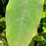 Oxypetalum appendiculatum Blad