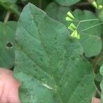 Boerhavia erecta Feuille