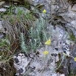 Helichrysum stoechas Хабит