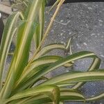 Chlorophytum capense Leaf