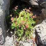 Saxifraga moschata Natur