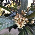 Eriobotrya japonica Fula