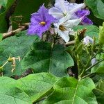 Solanum wrightii Liść