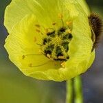 Papaver radicatum Virág