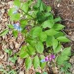 Lathyrus vernusLeaf