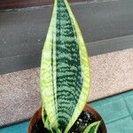 Sansevieria trifasciata Folha