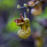 Aristolochia californica 花