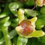 Delosperma cooperi Frucht