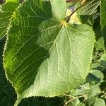 Tilia cordataLeaf