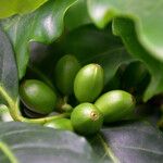 Coffea arabica Fruit