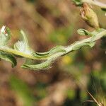 Filago lutescens Leaf