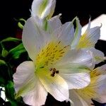 Alstroemeria aurea Other