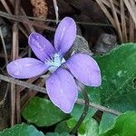 Viola × melissifolia Flower