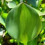 Eichhornia crassipes Leaf