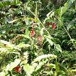 Heliconia rostrata Yeri