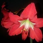 Amaryllis belladonna Kvet