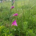 Gladiolus × byzantinus Blomst