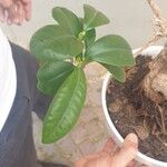 Ficus microcarpaFuelha