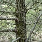 Pinus halepensis Bark