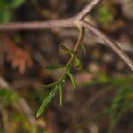 Sisymbrella aspera Leaf