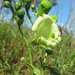 Chelonanthus alatus Fruto