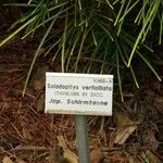 Sciadopitys verticillata Sonstige