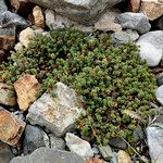 Saxifraga oppositifoliaBlatt