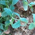 Teucrium scordium Blad