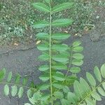 Zanthoxylum rhoifolium Blad