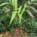 Pinanga densiflora عادت داشتن