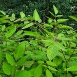 Aralia racemosa Levél