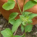 Blechum pyramidatum Leaf