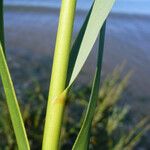 Sporobolus alterniflorus Fruit