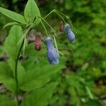 Mertensia paniculata Flor