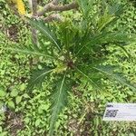 Crambe arborea Hoja
