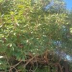 Myoporum laetum 整株植物