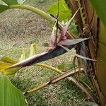 Strelitzia nicolai Λουλούδι