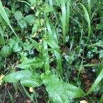 Rumex conglomeratus Blatt