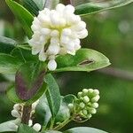 Ligustrum vulgareCvet