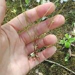 Houstonia caerulea Habit