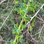 Adenocarpus telonensis 葉