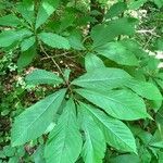 Asimina triloba 叶