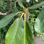 Rhododendron lacteum Blatt