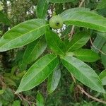 Alibertia edulis Fruit