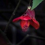 Abutilon megapotamicum 花